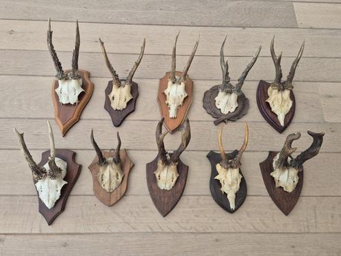 10 ree geweien samen € 70 jacht mancave landelijke c81, Verzamelen, Dierenverzamelingen, Gewei of Kop, Hert, Ophalen of Verzenden