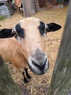 Kameroen schaap (ooitje 3maand oud), Animaux & Accessoires, Moutons, Chèvres & Cochons, Mouton