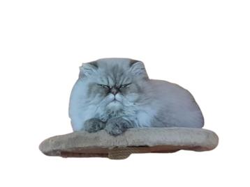 blue color pers kater beschikbaar voor biedingen