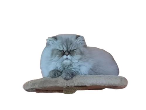 blue color pers kater, Dieren en Toebehoren, Katten en Kittens | Raskatten | Langhaar, Kater, 0 tot 2 jaar, Met stamboom, Gechipt
