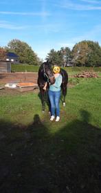 INIEMINI- VERINA / IDEMDITO, Animaux & Accessoires, Chevaux, Avec pedigree, Z, 11 ans ou plus, 160 à 165 cm