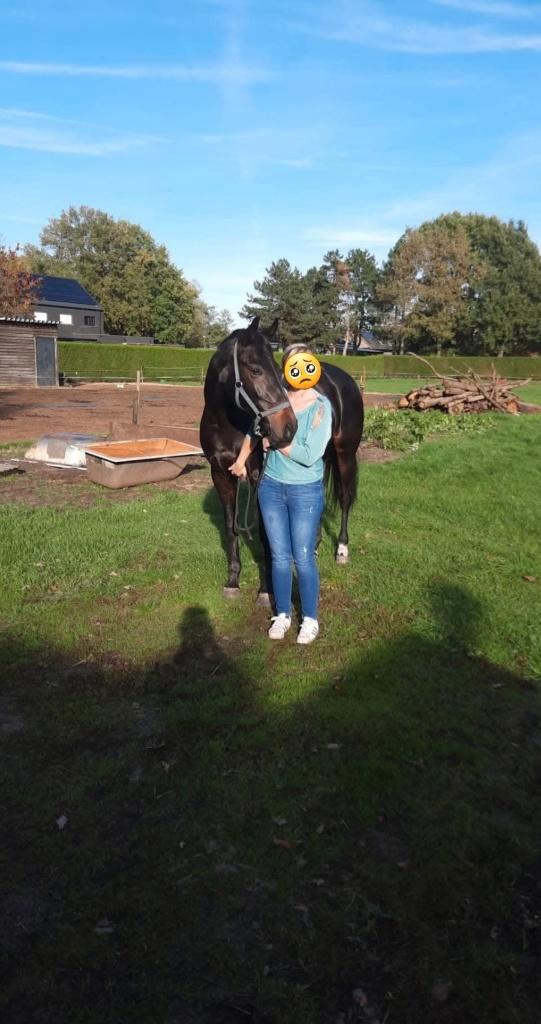 INIEMINI- VERINA / IDEMDITO, Animaux & Accessoires, Chevaux, Jument, Z, 160 à 165 cm, 11 ans ou plus, Cheval de récréation, Avec pedigree