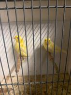 2 kanarie poppen