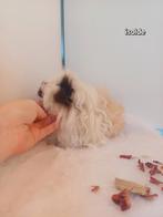 Alpaca zeugje, Dieren en Toebehoren, Cavia, December, Vrouwelijk, Tam