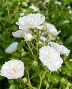 rosa White Fairy, Jardin & Terrasse, Plantes | Jardin, Enlèvement