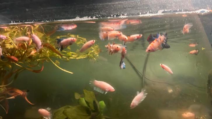 Jonge betta vissen, Animaux & Accessoires, Poissons | Poissons d'aquarium, Poisson d'eau douce, Poisson, Banc de poissons