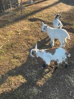 2 Dwerggeit bokjes (gereserveerd), Animaux & Accessoires