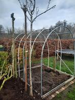 1 bolaccacia, Tuin en Terras, Planten | Bomen, Ophalen