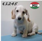 Kortharige Dwerg Teckel pups te koop, Dieren en Toebehoren, Honden | Teckels en Dashonden, 15 weken tot 1 jaar, Handelaar, CDV (hondenziekte)