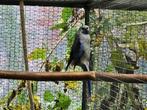 Blauwe pennant pop, Dieren en Toebehoren, Vogels | Parkieten en Papegaaien, Vrouwelijk, Parkiet, Geringd