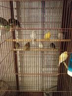 Kanaries, Meerdere dieren, Kleurkanarie