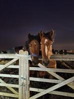 D pony te Koop, Dieren en Toebehoren, Paarden