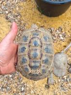 Testudo Graeca Terrestris