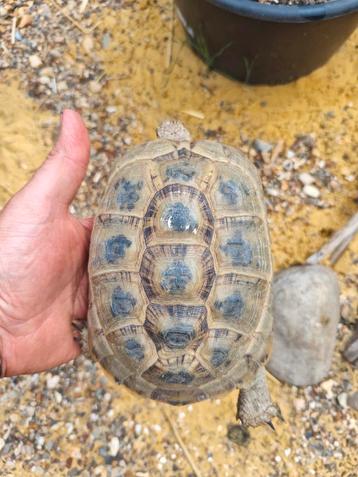 Testudo Graeca Terrestris