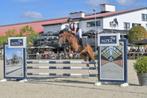 Getalenteerde D pony, Dieren en Toebehoren, Gechipt, Ruin, M, Springpony