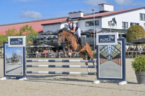 Getalenteerde D pony, Dieren en Toebehoren, Pony's, Ruin, M, D pony (1.37m tot 1.48m), Springpony, 7 tot 10 jaar, Met stamboom