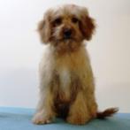 Cavapoo-puppy’s te koop, 15 weken tot 1 jaar, Buitenland, CDV (hondenziekte), Meerdere
