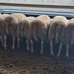 Schapen rammen bokken, Ophalen
