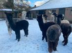 Prachtige zwarte Alpaca hengst voor gezelschap of fokkerij, Août, Mâle