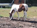 Apha merrie veulen, Dieren en Toebehoren, Merrie, Minder dan 160 cm, 0 tot 2 jaar, Westernpaard