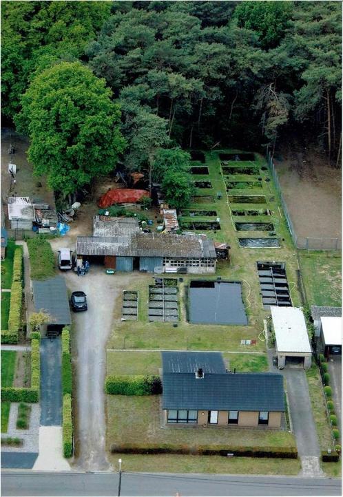 Bezoek onze koi kwekerij op 1 mei of 9 mei., Dieren en Toebehoren, Vissen | Vijvervissen, Karper of Koi