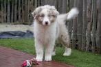 Prachtige Australische herder pups (aussie pups), Dieren en Toebehoren, Honden | Herdershonden en Veedrijvers, België, CDV (hondenziekte)