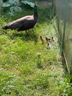 Pauwen te koop, Dieren en Toebehoren, Pluimvee, Overige soorten