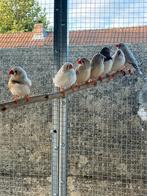 Zebravink poppen, Dieren en Toebehoren, Vogels | Overige Vogels, Vrouwelijk, Tropenvogel