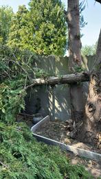 5 grote bomen te koop., Ophalen