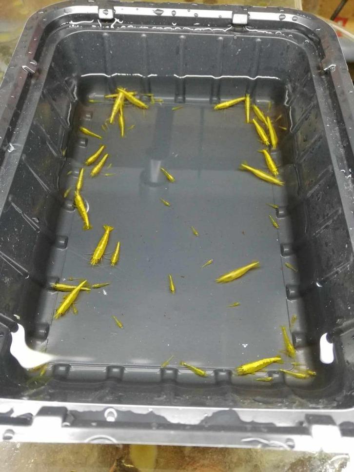 Gele sakura/golden back garnalen met rugstreep! (high grade), Dieren en Toebehoren, Vissen | Aquariumvissen, Zoetwatervis, Kreeft, Krab of Garnaal