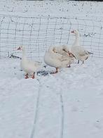 Gans, Dieren en Toebehoren, Pluimvee, Mannelijk, Gans of Zwaan