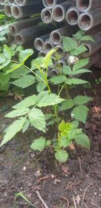 Framboos russische, Tuin en Terras, Minder dan 100 cm, Ophalen of Verzenden