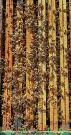 Colonies d'abeilles Buckfast, Ophalen