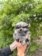 Prachtige dwergkees pups, Dieren en Toebehoren, Honden | Poolhonden, Keeshonden en Oertypen, België, Keeshond, CDV (hondenziekte)