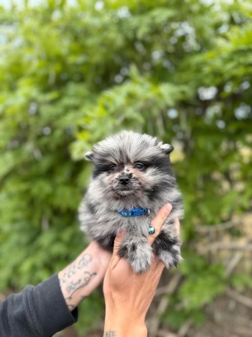 Prachtige dwergkees pups, Dieren en Toebehoren, Honden | Poolhonden, Keeshonden en Oertypen, Meerdere dieren, Keeshond, Fokker | Professioneel