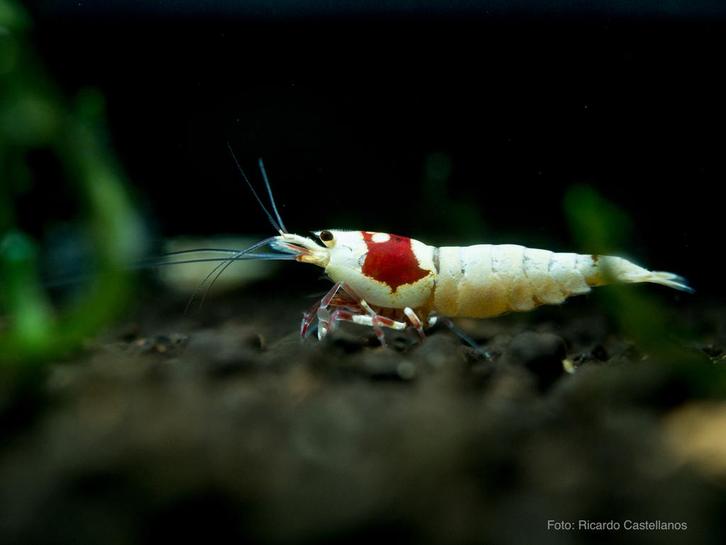 Caridina pure line., Dieren en Toebehoren, Vissen | Aquariumvissen