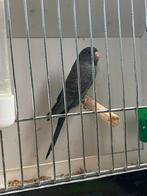 Blackfaceblackwing mannen, Dieren en Toebehoren, Mannelijk, Parkiet, Geringd