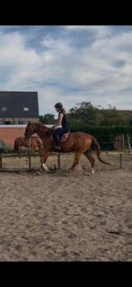 2 brave en rustige wandelpaarden/recreatiepaarden, Dieren en Toebehoren, Paarden, B, Ruin, Gechipt, 3 tot 6 jaar