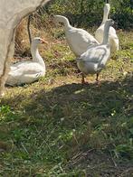 2 jonge ganzen, Dieren en Toebehoren, Pluimvee, Geslacht onbekend, Gans of Zwaan