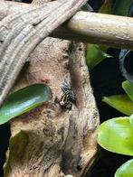 Gezocht Ranitomeya french guyana, Dieren en Toebehoren