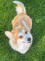 Super gentille femelle corgi 4 ans, Dieren en Toebehoren, Honden | Herdershonden en Veedrijvers, België, Overige rassen, CDV (hondenziekte)