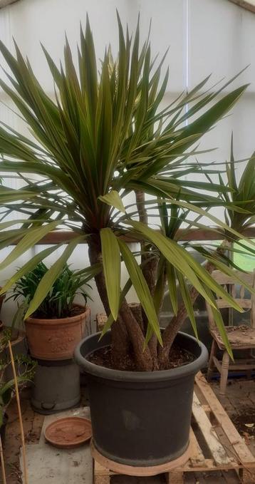 Tuin kuipplant yucca, Tuin en Terras, Planten | Tuinplanten, Volle zon, Vaste plant, Zomer, Ophalen