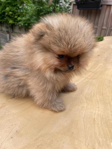 Pomeriaan puppy, Dieren en Toebehoren, Honden | Poolhonden, Keeshonden en Oertypen, België, Particulier, 8 tot 15 weken, Meerdere