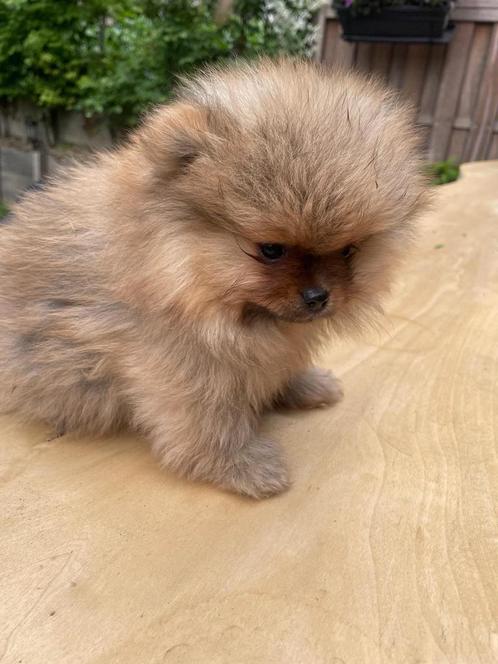 Pomeriaan puppy, Dieren en Toebehoren, Honden | Poolhonden, Keeshonden en Oertypen, Particulier, Meerdere, België, 8 tot 15 weken