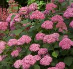 hortensia/hydrangea arborescens 'Pink Annabelle', Ophalen
