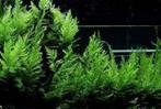 Reuzen varen (zeer grote plant) aquariumplant uniek stuk, Ophalen of Verzenden, Nieuw, Plant(en), Steen of Hout