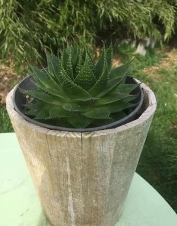 Plante succulente d'aloès dans un cache-pot en bois blanc