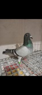 Postduif, Dieren en Toebehoren, Vrouwelijk, Postduif