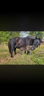 Mère et poulain à vendre, Avec puce électronique