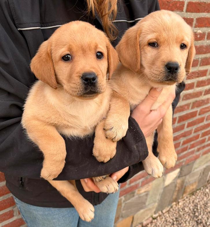 Chiots labradors blond foncé, Animaux & Accessoires, Chiens | Retrievers, Épagneuls & Chiens d'eau, Chienne, Labrador retriever
